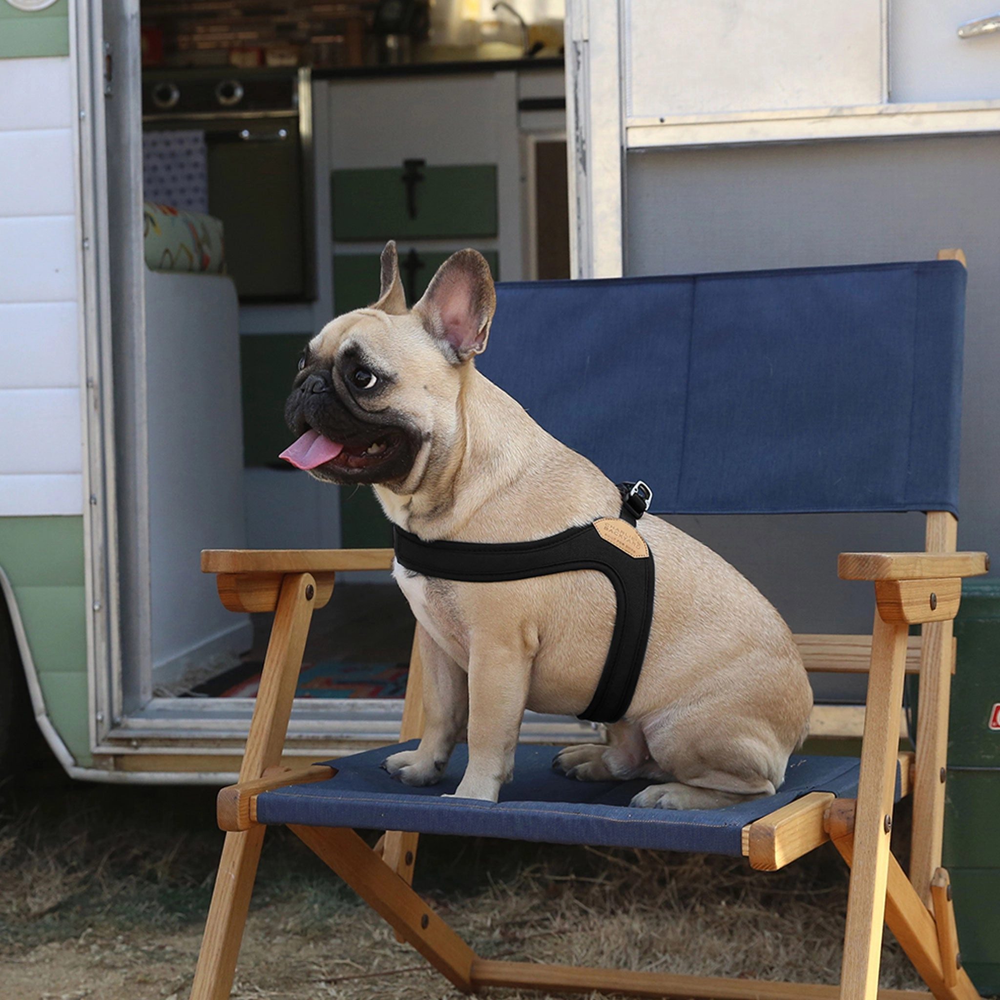 Charlie's Backyard Buckle Up Easy Harness - Black