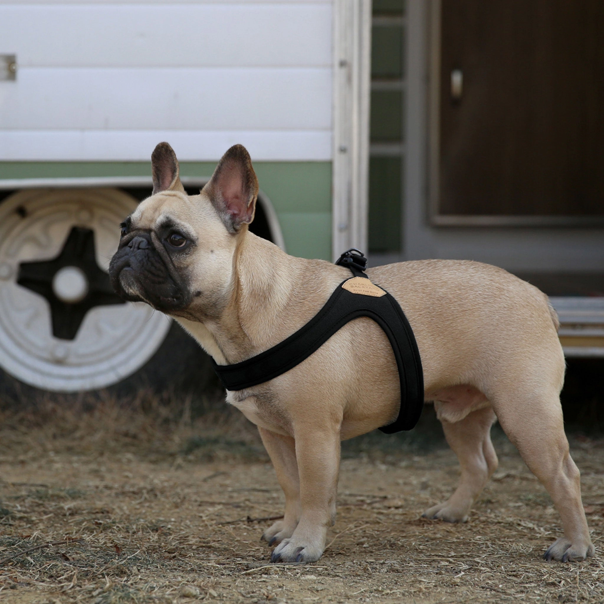 Charlie's Backyard Buckle Up Easy Harness - Black