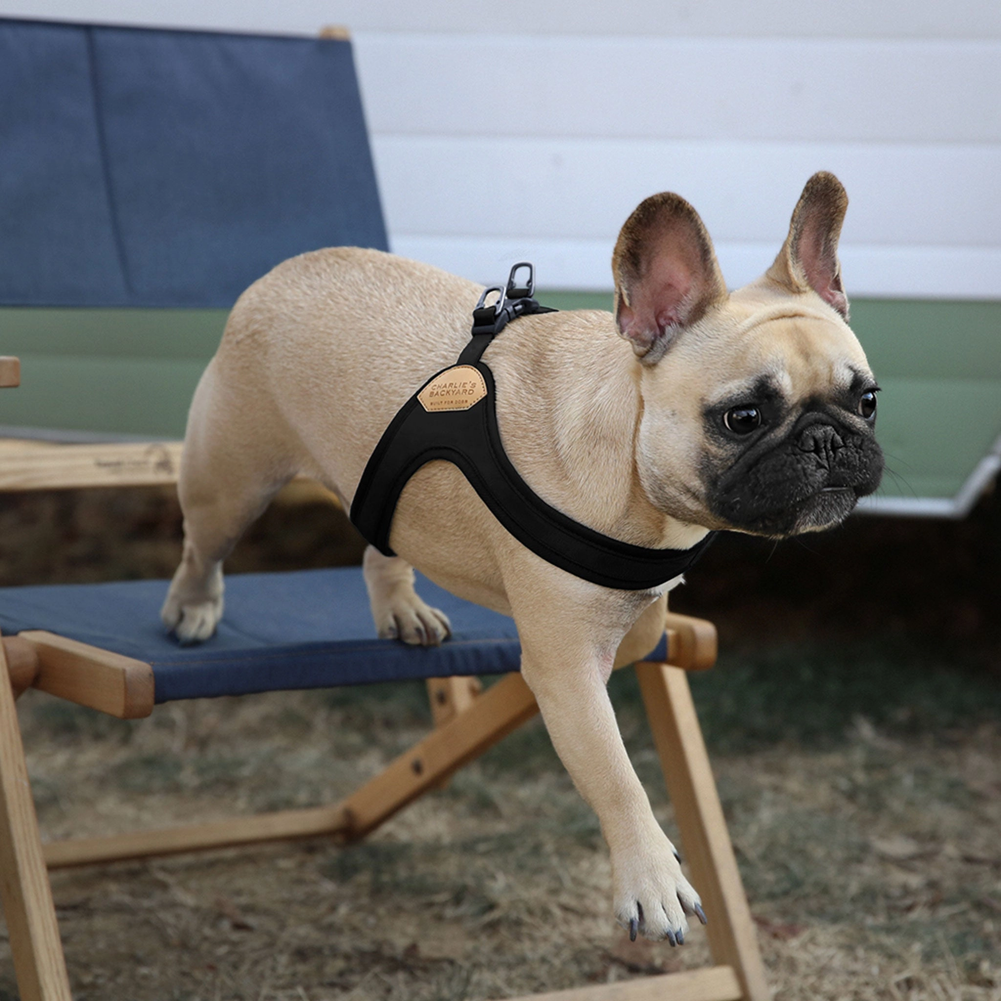 Charlie's Backyard Buckle Up Easy Harness - Black