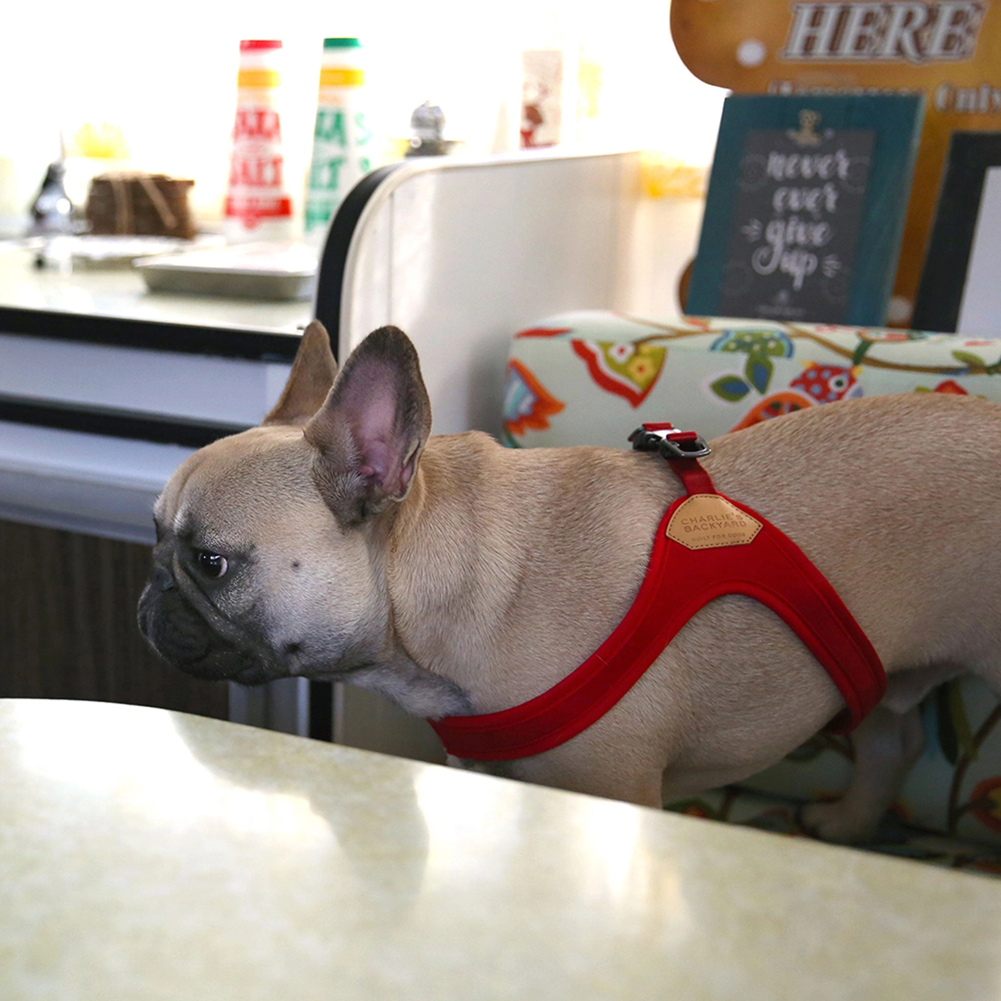 Charlie's Backyard Buckle Up Easy Harness - Red